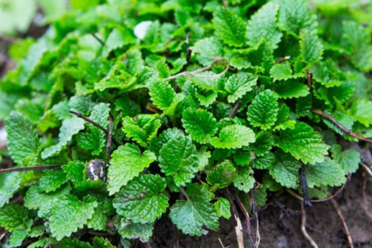 Lemon Balm for Herpes