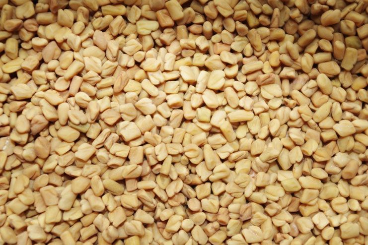 Fenugreek Seeds for Dysentery