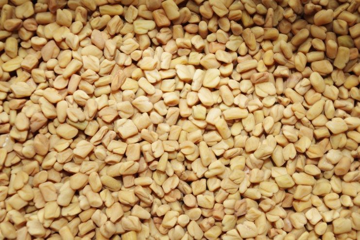 Fenugreek Seeds for Dysentery