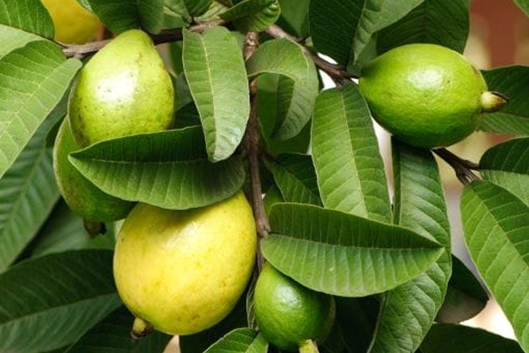 Guava leaves for Chickenpox