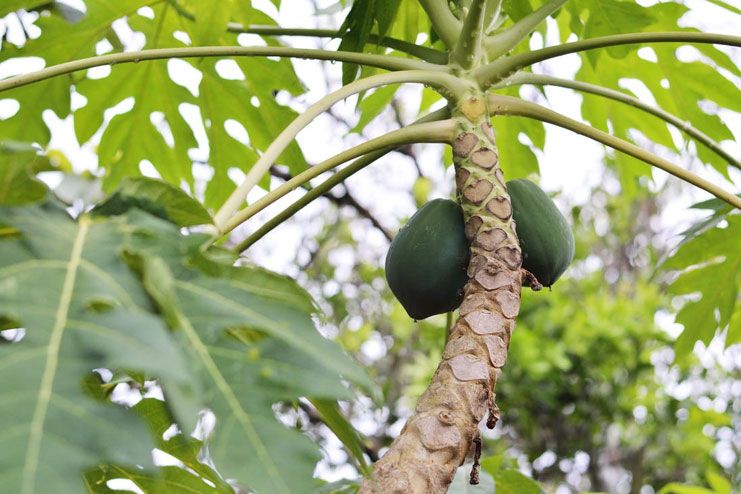 Papaya for Dysentery