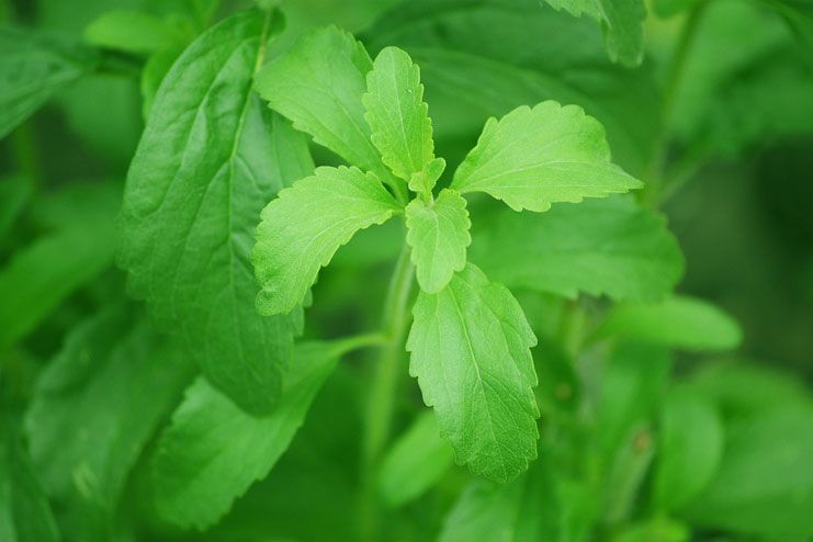 Stevia