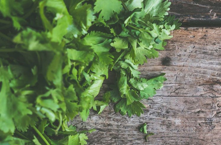 Coriander