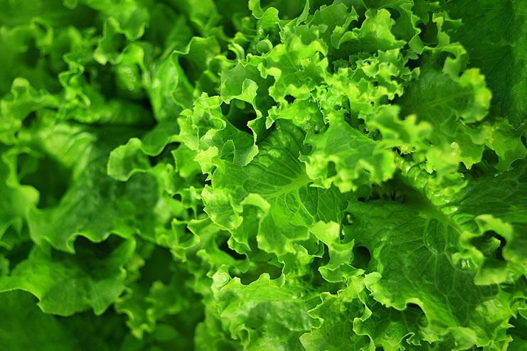 Dark leafy vegetables