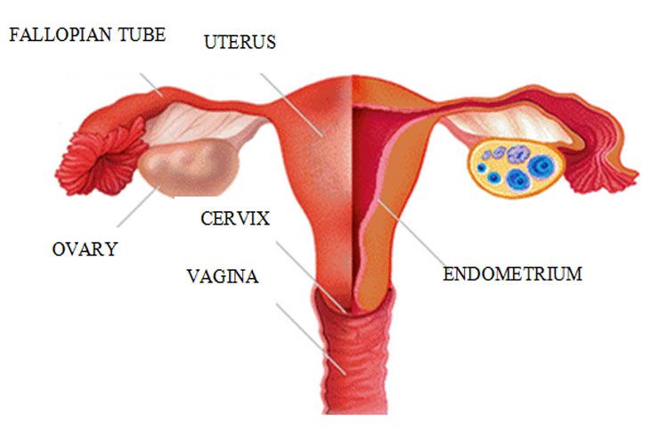 How does it affect the reproductive system
