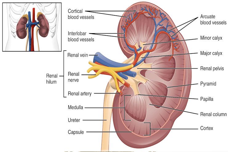 How does it affect your kidneys