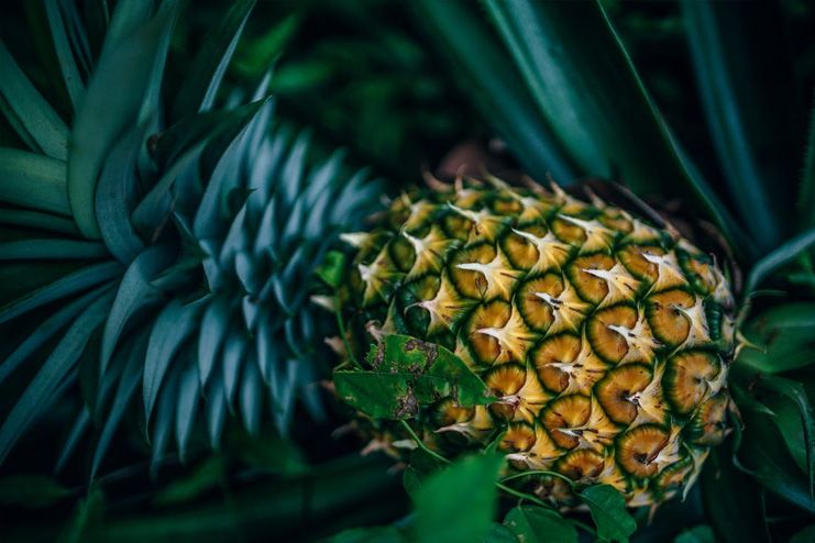 Turmeric and Bromelain