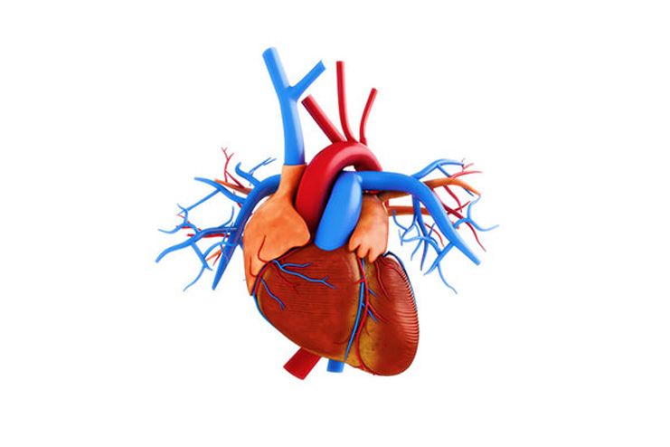 What is Congenital Heart Disease