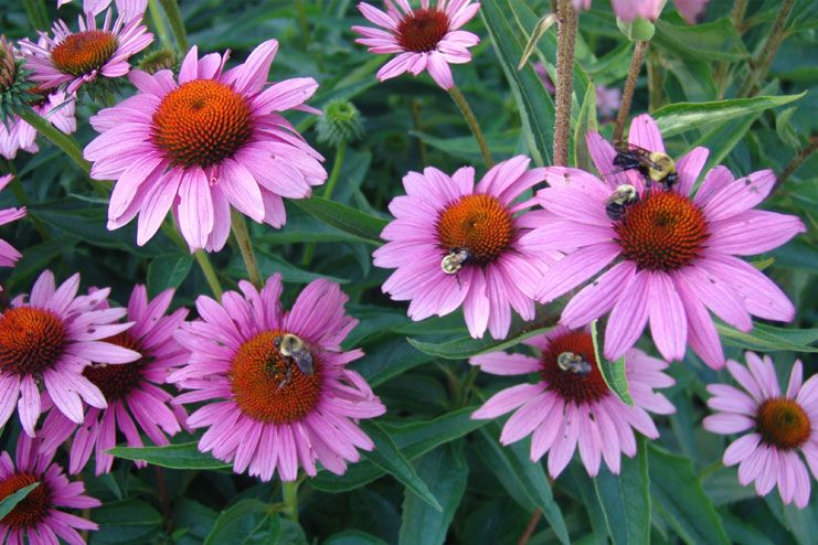 Echinacea