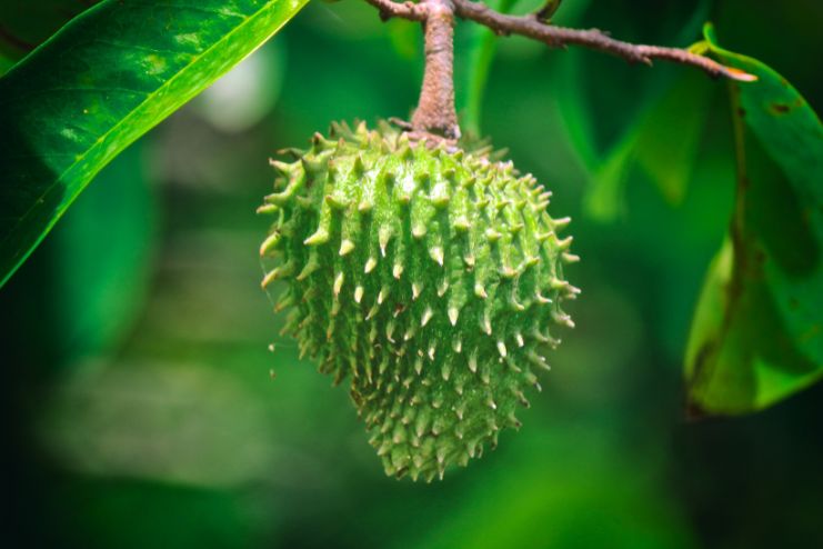 Side Effects of Soursop