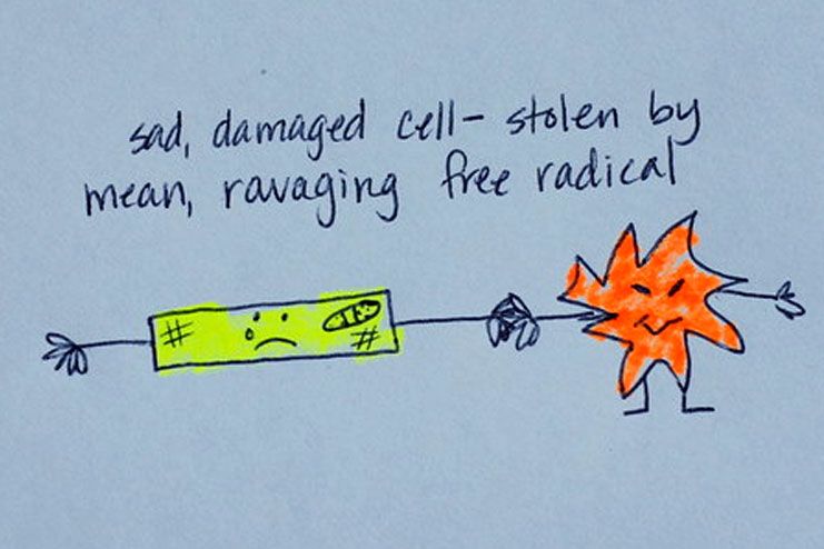 Why are free radicals bad
