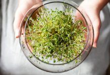 Broccoli Sprouts As A Possible Cure For Schizophrenia, New Study Suggests Broccoli-Sprouts