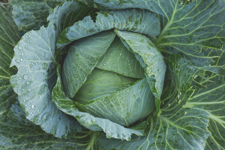 Cabbage leaves