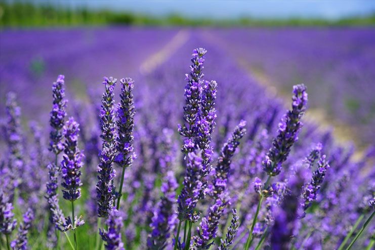 Try lavender