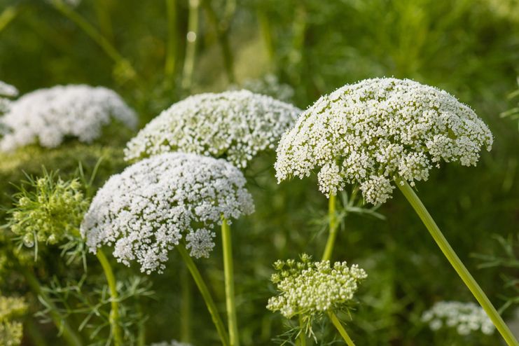 Yarrow