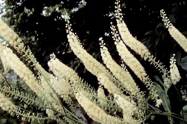 Consume black cohosh