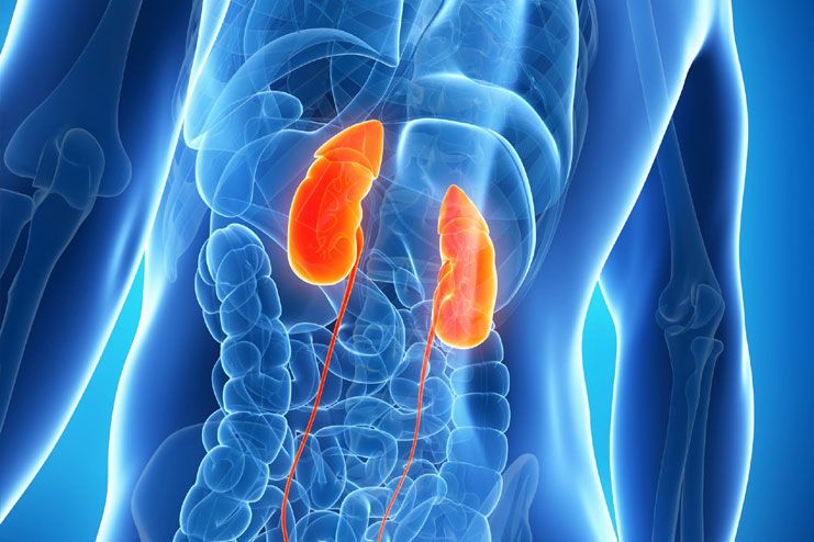 Boost kidney health