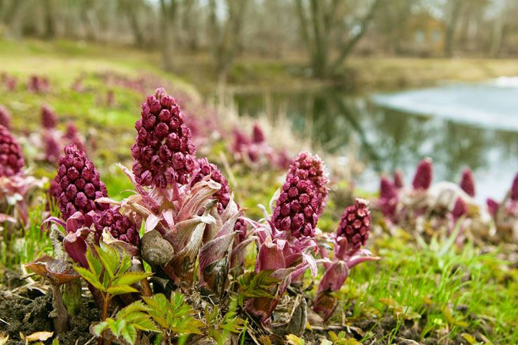 Butterbur