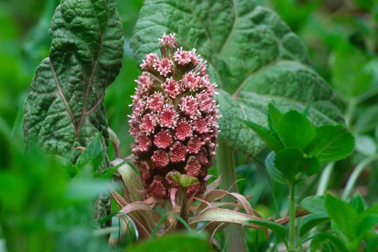 Butterbur