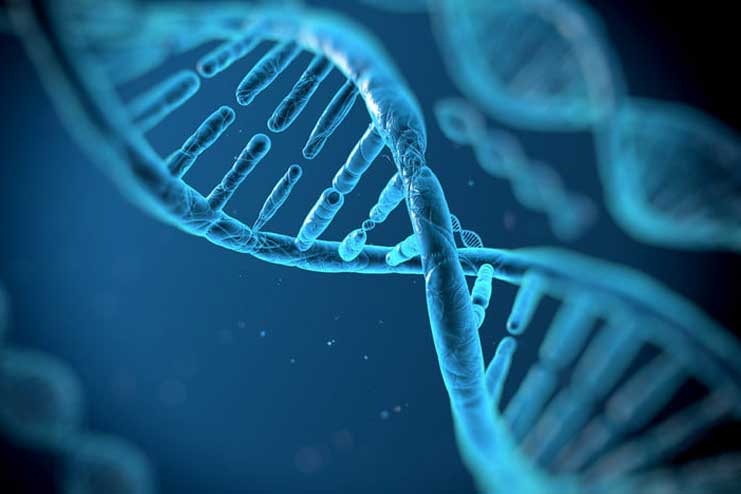 Elimination Of HIV-1 DNA From Genomes Of Living Animals, New Study Revealed