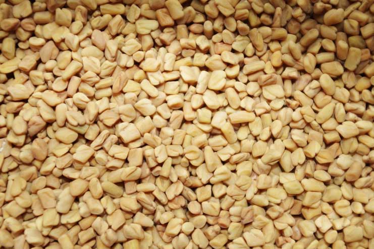 Fenugreek seeds