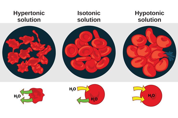 Maintains proper osmotic balance