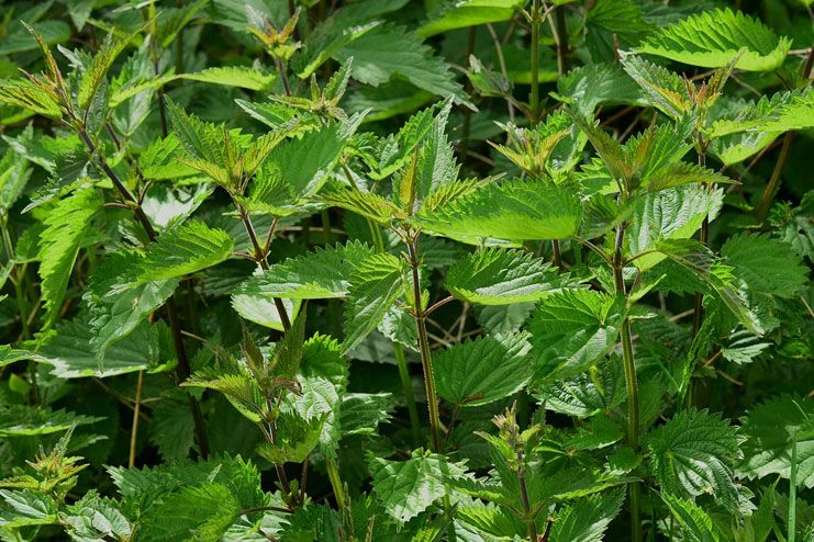 Nettle leaf