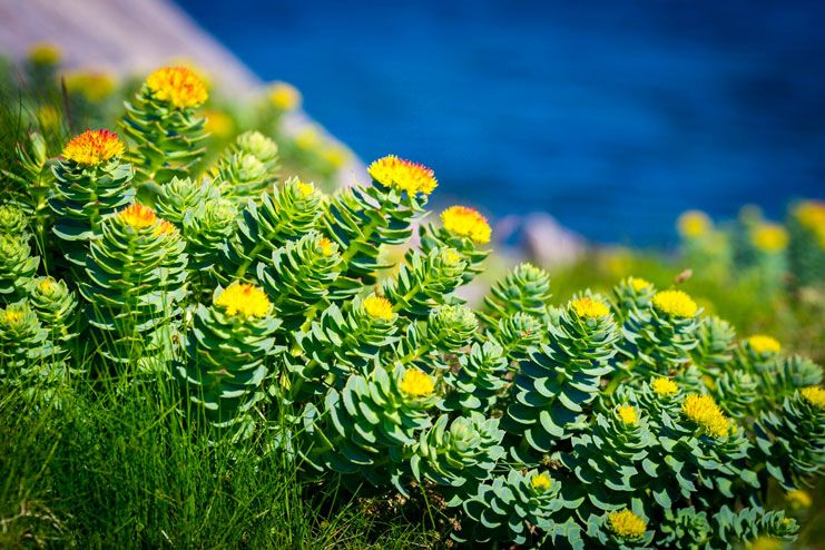 Rhodiola