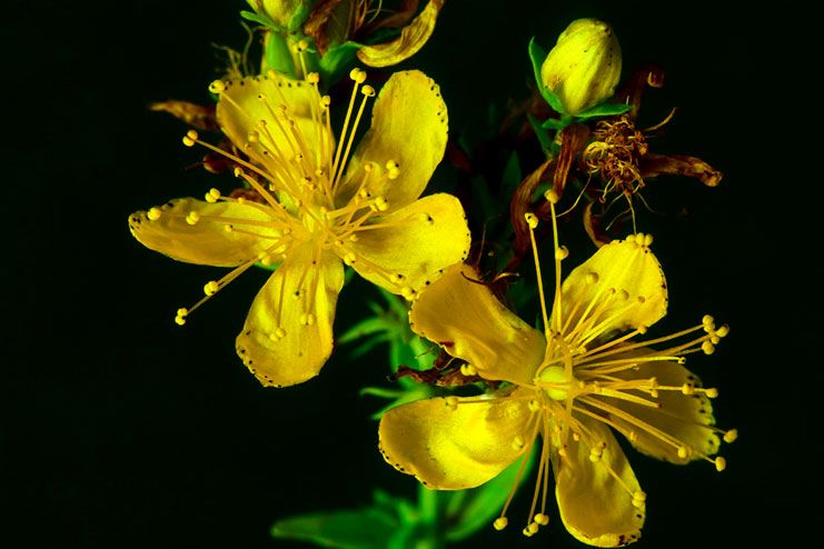 St Johns Wort