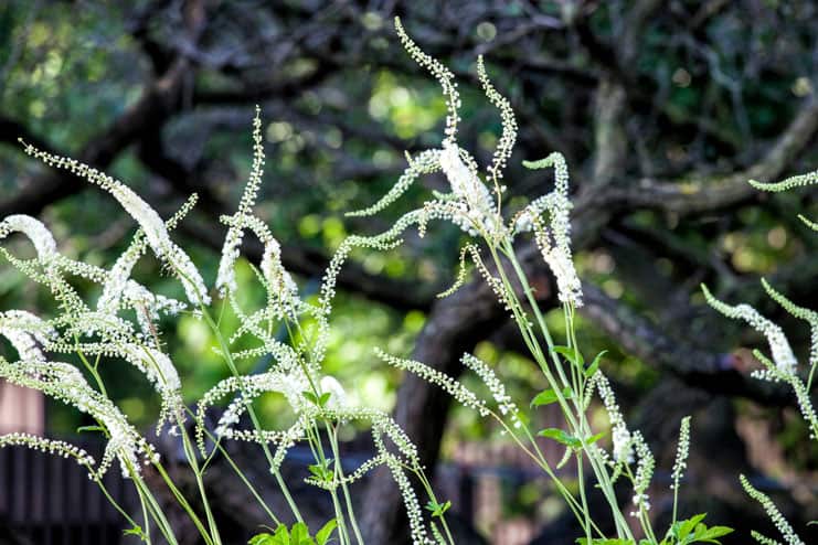 Black Cohosh