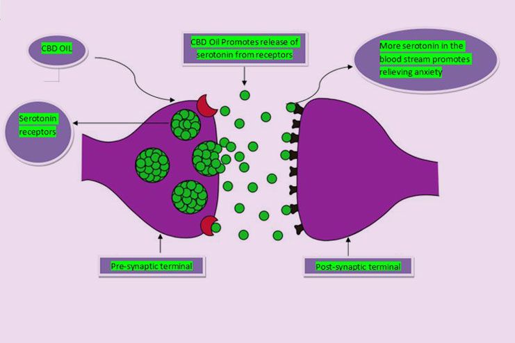 CBD Oil Image - Being an antagonist to 5-HT1A