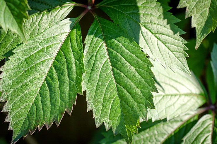 Laryngitis - Slippery elm tea