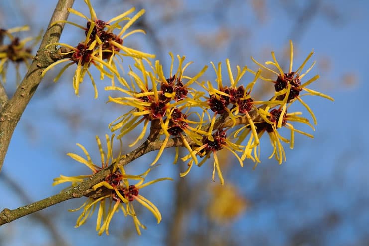 Pilonidal Cyst - Witch Hazel