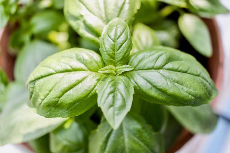 Vitiligo - Basil leaves and lime juice