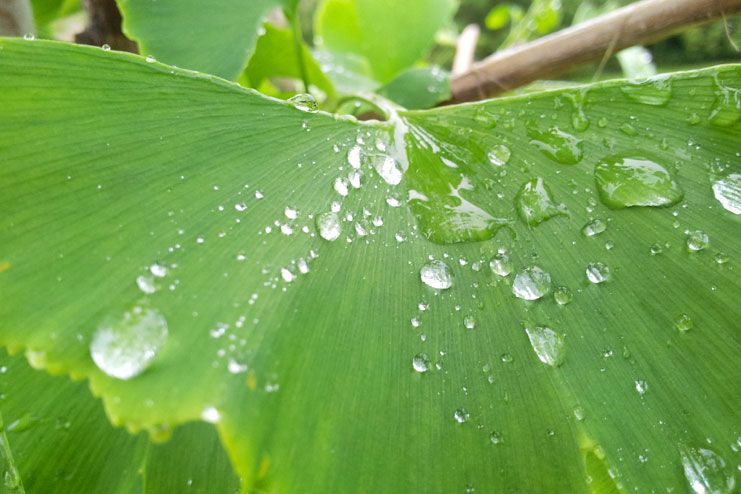 Vitiligo - Ginkgo Biloba