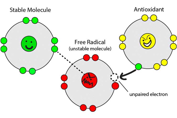 Enriched-with-antioxidants