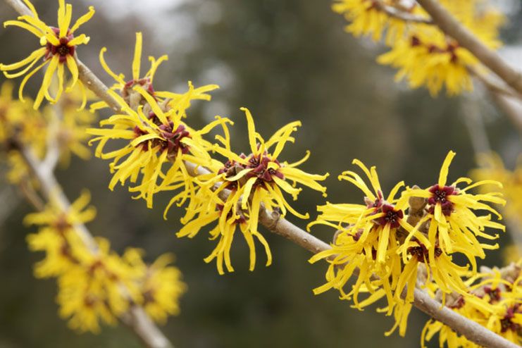 Reducing Body Odor - Witch hazel