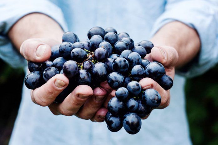 grape seed extract benefits