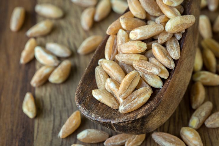 15 Health Benefits Of Farro – Gain The Nutrition Needed!