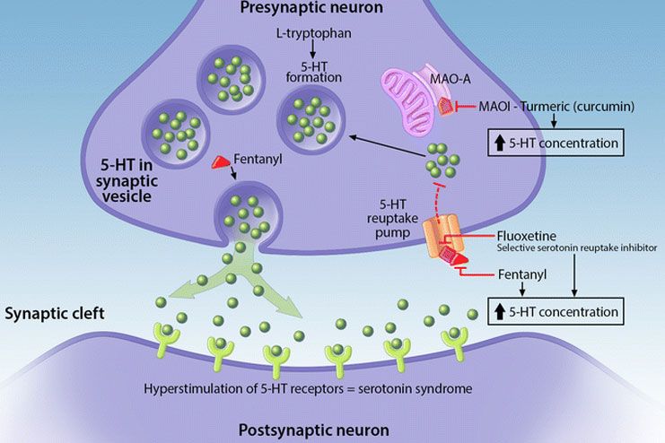 How does Serotonin work