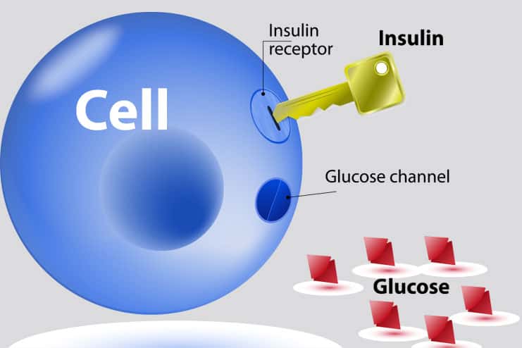 Prevents risks of insulin resistance