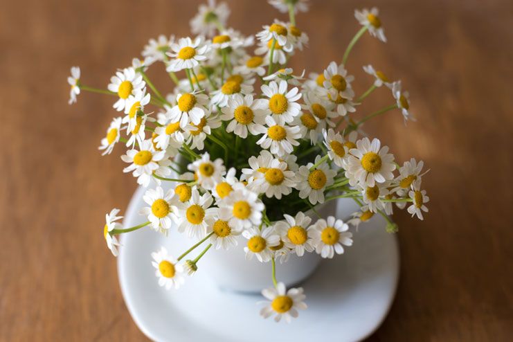 Chamomile