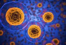 New Study Finds Cellular Pathways That Extended Lifespan By 500% cellular-pathways