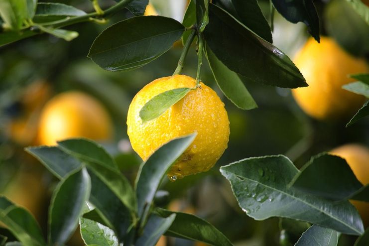 Lemon for Underarm Odour