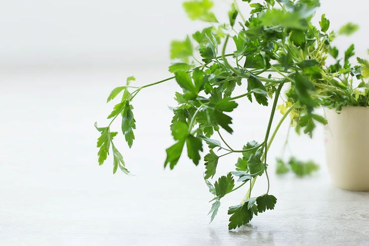 20 Health Benefits Of Parsley – Lead A Healthier Life!