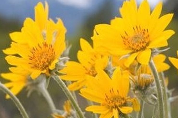 Arnica