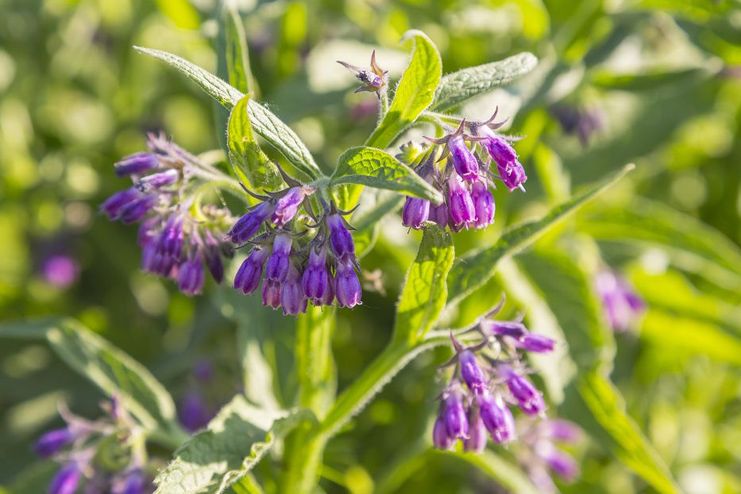 Comfrey