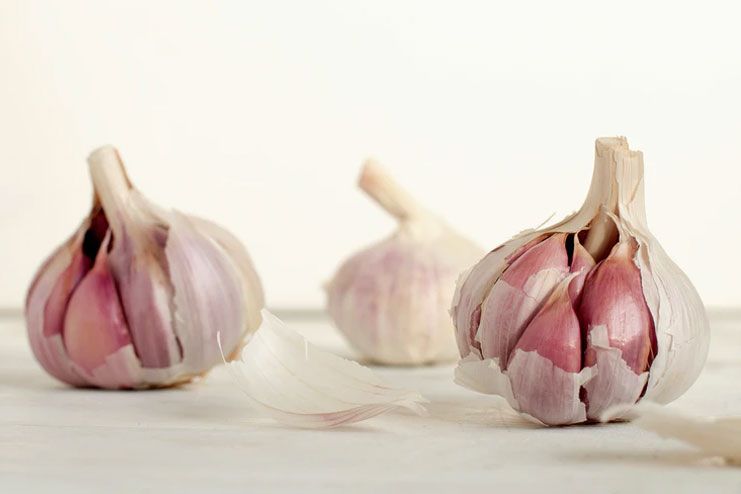 Garlic