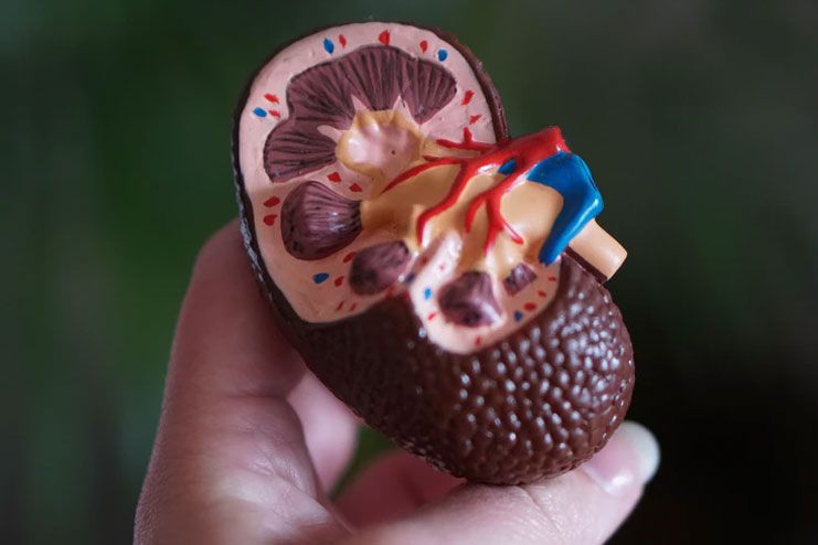 Impacts on kidney functions