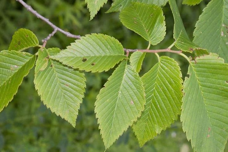 Slippery Elm